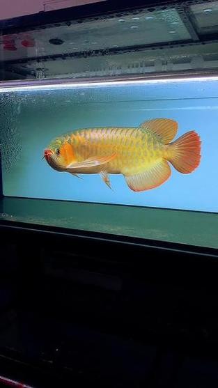 龍魚和翹嘴區別圖片對比