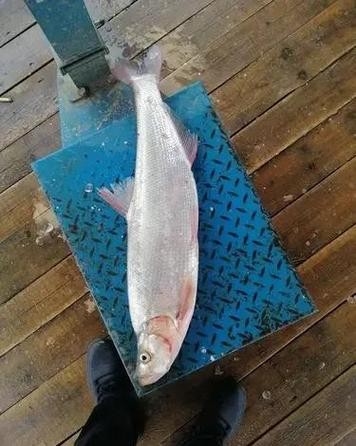 龍魚和翹嘴區別圖片對比