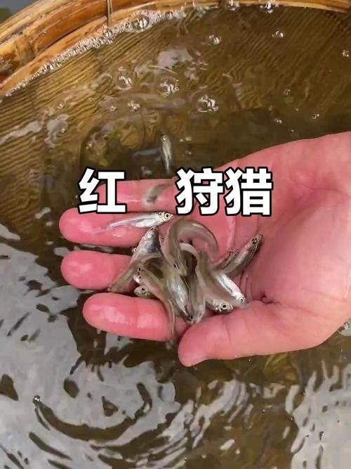 龍魚和翹嘴區別圖片對比