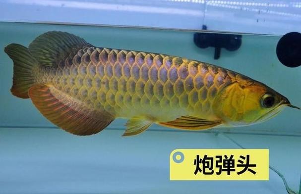 龍魚和翹嘴區別圖片對比