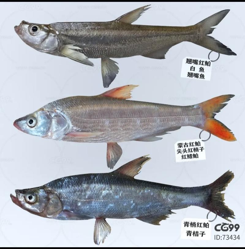 龍魚和翹嘴區別圖片對比