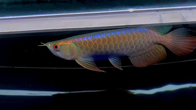 過背金龍藍底的價格范圍是多少？ 過背金龍藍底的價格范圍是多少？ 龍魚百科 第6張