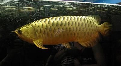 金龍魚有多兇，金龍魚與銀龍魚混養指南，金龍魚領地意識的表現形式