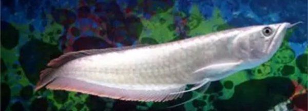 金龍魚有多兇，金龍魚與銀龍魚混養指南，金龍魚領地意識的表現形式