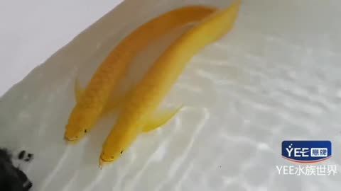 黃龍魚長什么樣黃龍魚長什么樣：黃龍魚是一種生活在西太平洋珊瑚礁海域的熱帶觀賞魚