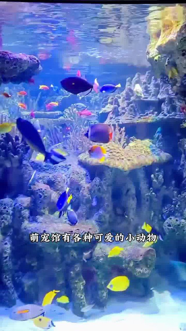 蘇州龍魚水族館在哪里