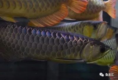 龍魚什么季節買合適的：龍魚什么季節買合適