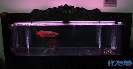 養(yǎng)金龍魚(yú)用什么燈比較好：養(yǎng)金龍魚(yú)用什么燈比較好, 養(yǎng)金龍魚(yú)用什么燈比較好：養(yǎng)金龍魚(yú)用什么燈比較好, 龍魚(yú)百科 第3張