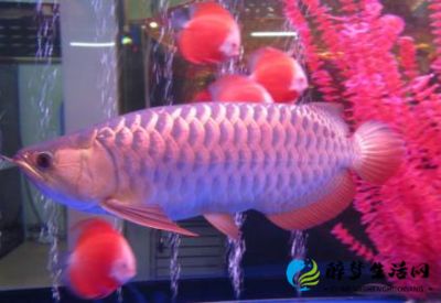 金龍魚養(yǎng)生會(huì)所地址（金龍魚養(yǎng)生會(huì)所）