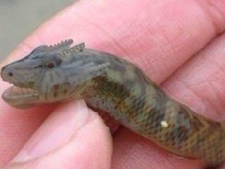 龍魚病了的說說搞笑圖片：龍魚生病了的搞笑圖片