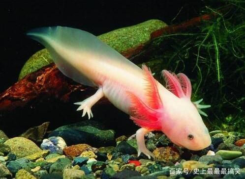 龍魚病了的說說搞笑圖片：龍魚生病了的搞笑圖片