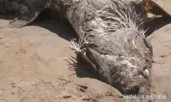 龍魚病了的說說搞笑圖片：龍魚生病了的搞笑圖片