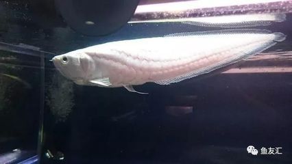 龍魚病了的說說搞笑圖片：龍魚生病了的搞笑圖片