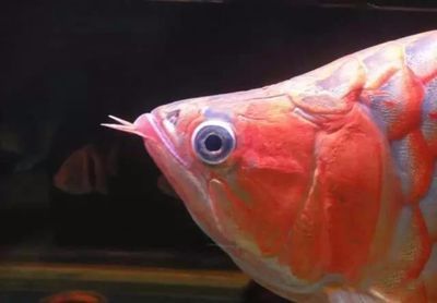 龍魚病了的說說搞笑圖片：龍魚生病了的搞笑圖片