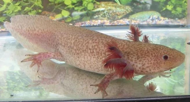 六角恐龍魚：六角恐龍魚是一類生活在中生代的海洋生物