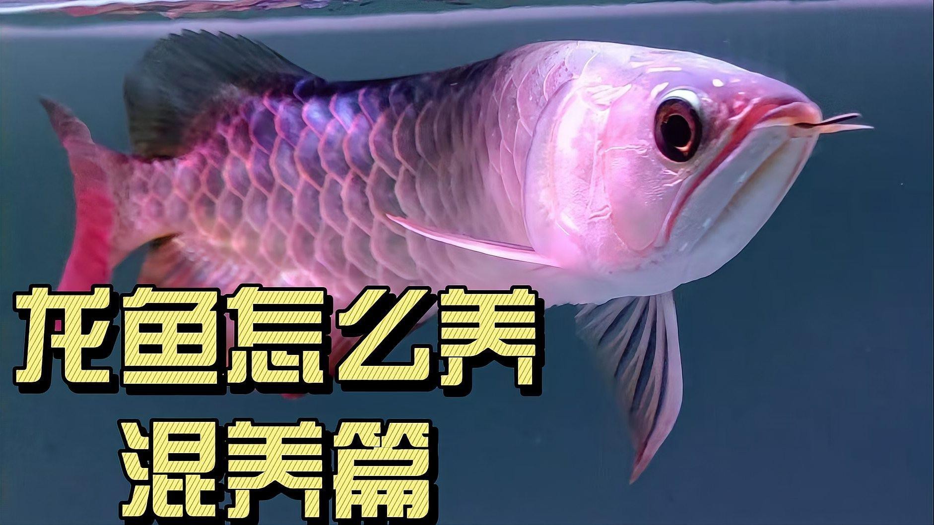 金龍魚與招財魚一起養