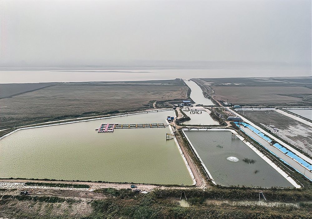 黃化銀龍魚圖片大全欣賞