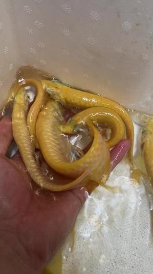 黃化銀龍魚圖片大全欣賞