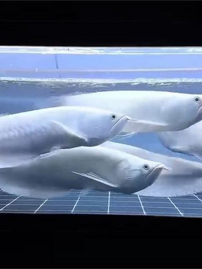 黃化銀龍魚圖片大全欣賞