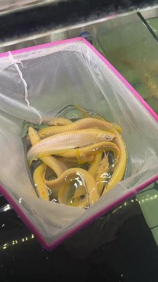 黃化銀龍魚圖片大全欣賞