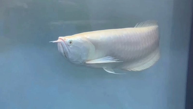 黃化銀龍魚圖片大全欣賞