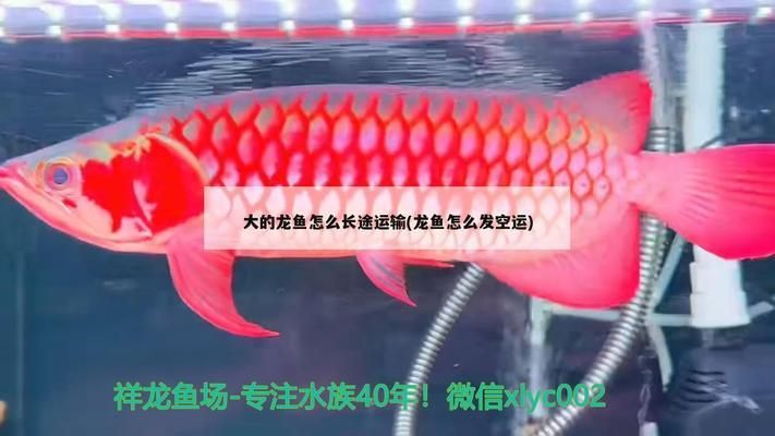 龍魚吃魚食嗎：龍魚可以吃魚食嗎