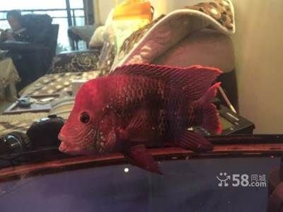 龍魚吃魚食嗎：龍魚可以吃魚食嗎