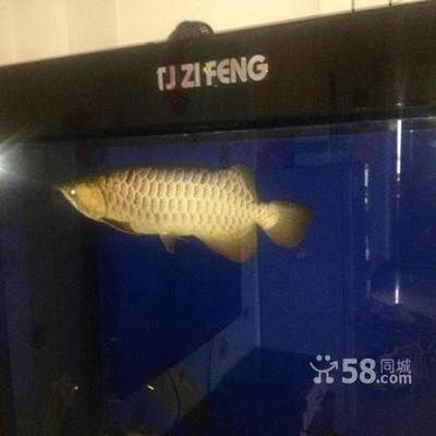 龍魚吃魚食嗎：龍魚可以吃魚食嗎