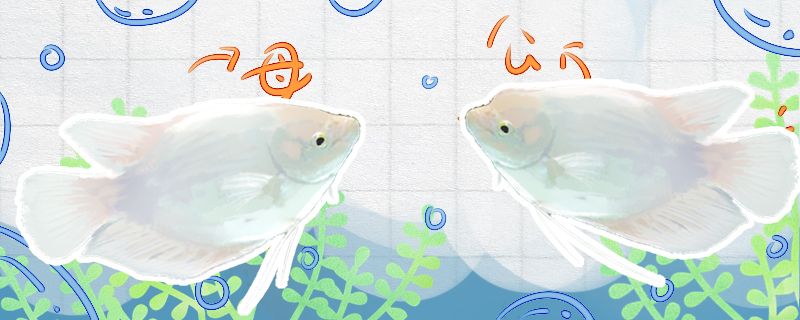 金龍魚養公的好還是養母的好（金龍魚養公好還是養母好）
