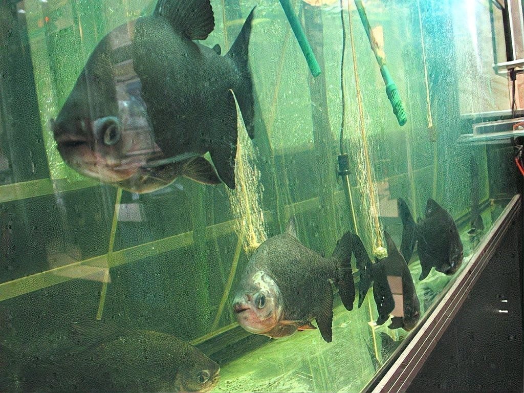 龍魚趴缸會不會死 龍魚趴缸會不會死 龍魚百科 第1張