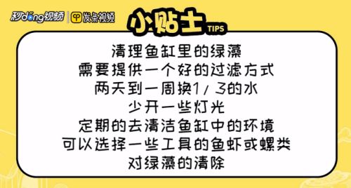 龍魚缸除綠藻的最好方法：綠藻爆發(fā)對龍魚健康的影響，魚缸光照控制技巧分享