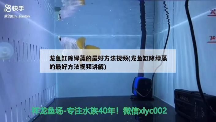龍魚缸除綠藻的最好方法：綠藻爆發(fā)對龍魚健康的影響，魚缸光照控制技巧分享