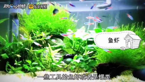 龍魚缸除綠藻的最好方法：綠藻爆發(fā)對龍魚健康的影響，魚缸光照控制技巧分享