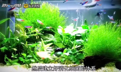 龍魚缸除綠藻的最好方法：綠藻爆發(fā)對龍魚健康的影響，魚缸光照控制技巧分享