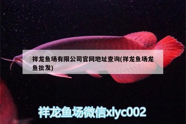 祥龍魚場有限公司官網地址：祥龍魚場養殖技術特點