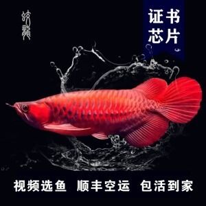 純血紅龍魚苗的日光燈和紅光的搭配使用方法：純血紅龍魚苗打日光燈和紅光的使用方法是什么