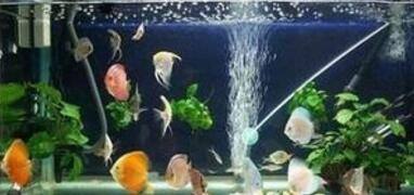 紅龍魚吃什么最好養活一點呢（紅龍魚吃什么最好養活一點呢視頻）