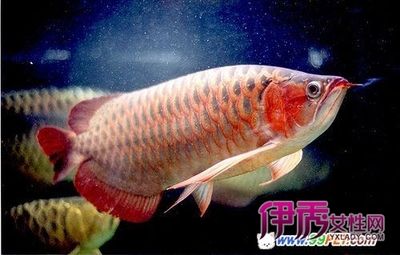 家庭不建議養(yǎng)龍魚(yú)（什么屬相不能養(yǎng)龍魚(yú)）