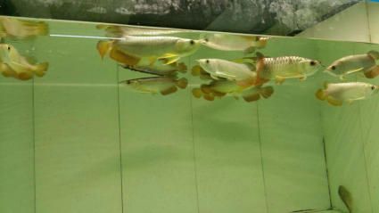 巴卡雷龍多大魚缸：巴卡雷龍的養殖和混養注意事項