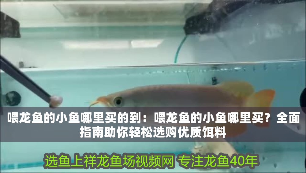 喂龍魚的小魚哪里買的到：喂龍魚的小魚哪里買？全面指南助你輕松選購優(yōu)質(zhì)餌料