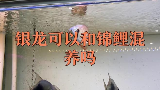 銀龍魚可以跟什么魚混養(yǎng)一起養(yǎng)殖