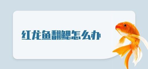 紅龍魚翻鰓怎么治：如何治療紅龍魚翻鰓