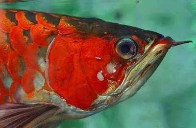 紅龍魚翻鰓怎么治：如何治療紅龍魚翻鰓