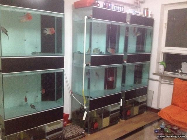 龍魚(yú)換魚(yú)缸：更換龍魚(yú)的魚(yú)缸需要謹(jǐn)慎處理的幾點(diǎn)關(guān)鍵事項(xiàng)