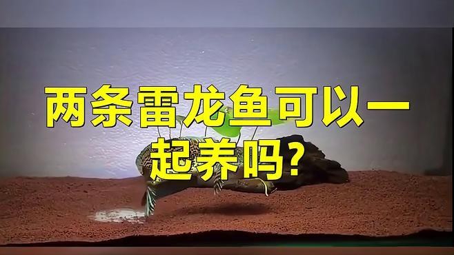 雷龍魚適合與哪些魚類混養？