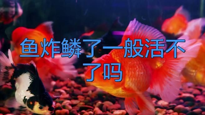 龍魚炸鱗會自愈嗎？