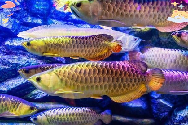 龍魚炸鱗會自愈嗎？