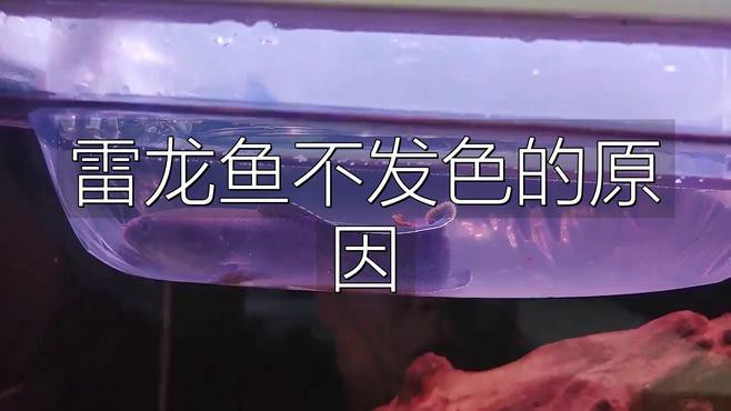 幻彩藍寶石雷龍魚苗服下顏色變淺了