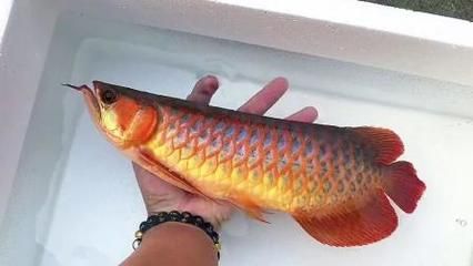 印尼紅龍魚價格表最新:印尼紅龍魚價格 龍魚百科 第3張 印尼紅龍魚價格表最新:印尼紅龍魚價格 印尼紅龍魚價格表最新:印尼紅龍魚價格 龍魚百科 第3張