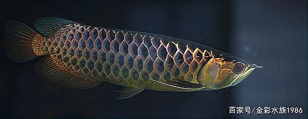 金龍魚和古典哪個龍魚好吃